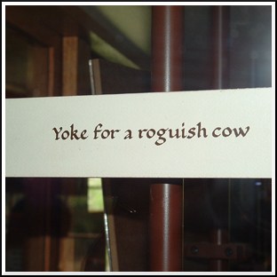 Yoke for a roguish cow.