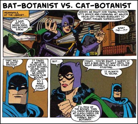 batcat.jpg